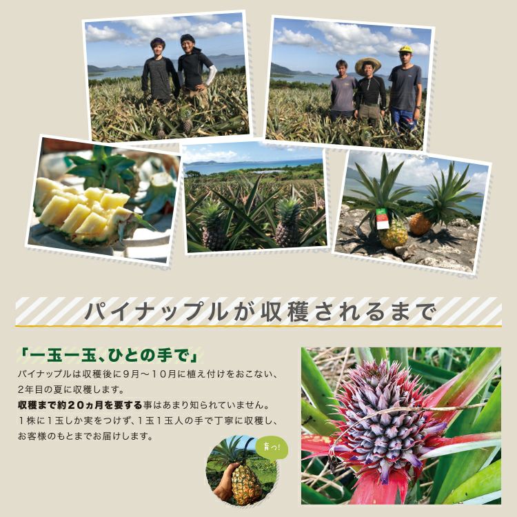 ☆ポイント5倍☆【送料無料】石垣島産 島パイン・ハワイ種 約2.8kg(2
