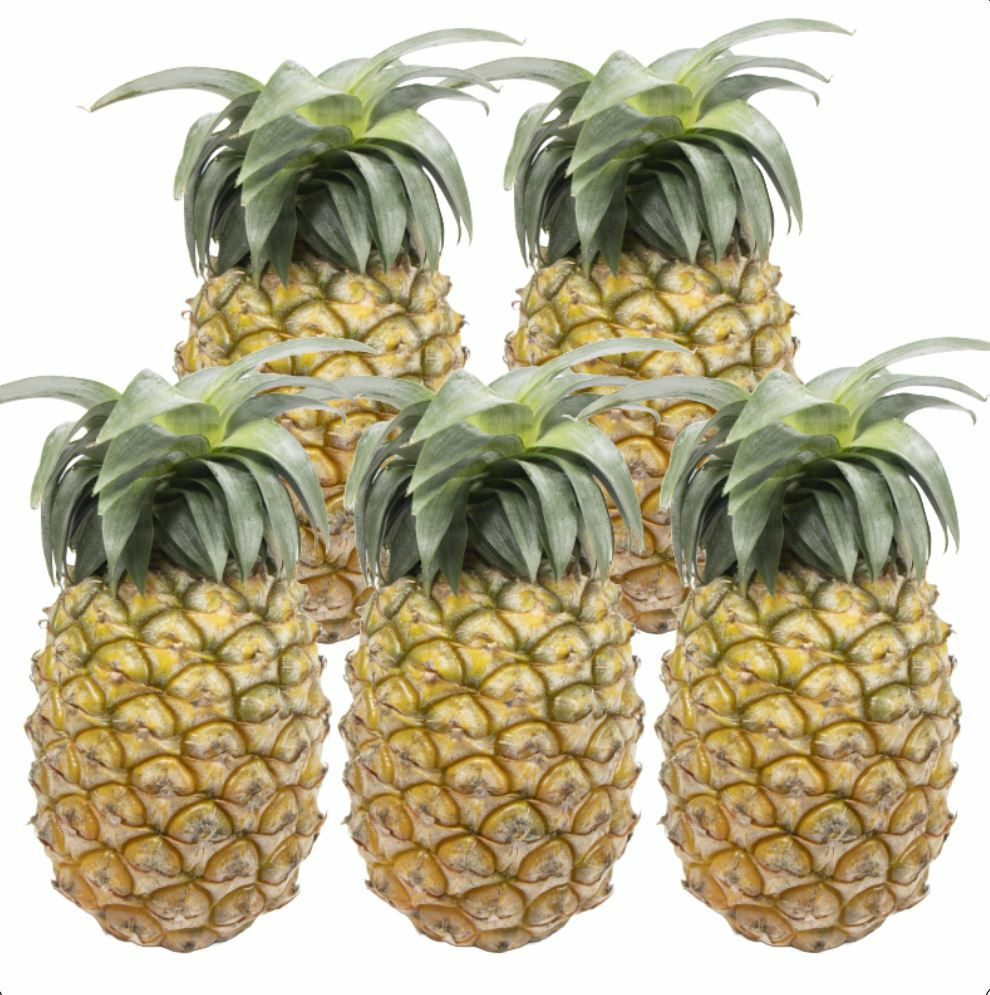 ★新品 Beach Queen パイナップル ヤシの木 wave BEACH QUEENSオーナメント ヤシの木 サンプルレビュー - ジュネス