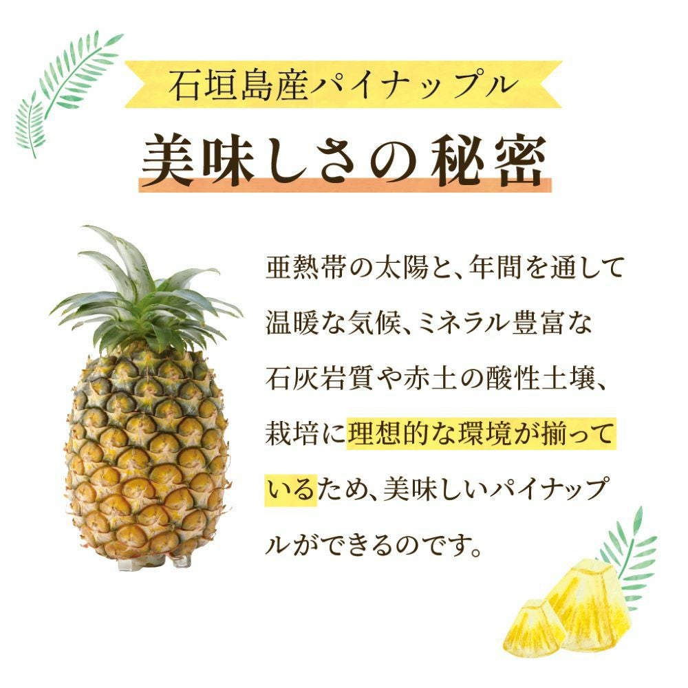 ☆ポイント5倍☆【送料無料】石垣島産 島パイン・ハワイ種 約1kg(1～2