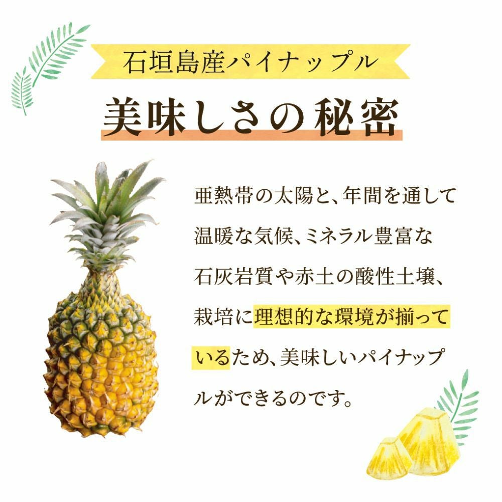 ☆ポイント5倍☆【送料無料】石垣島産 スナックパイン ボゴール種 約