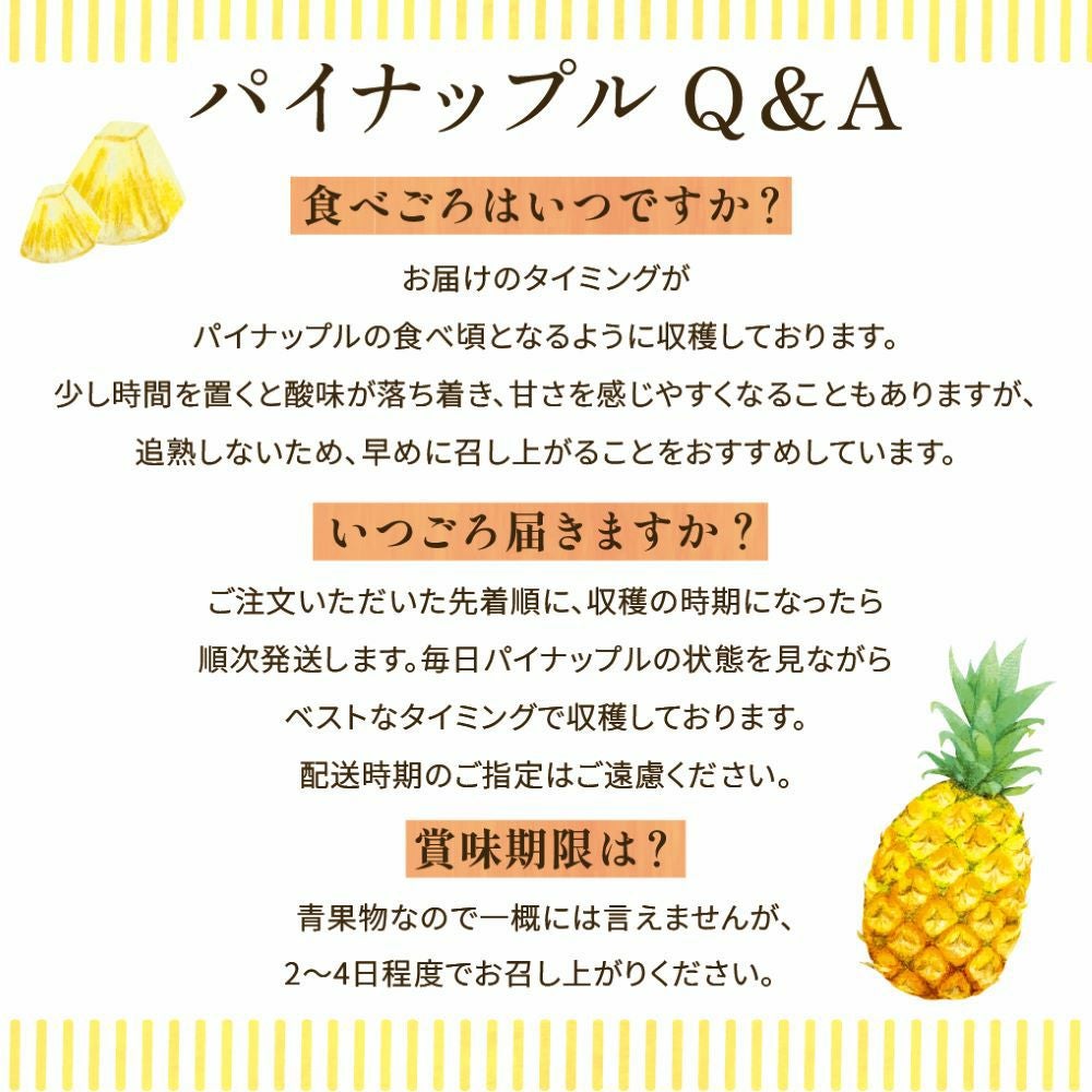 ☆ポイント5倍☆【送料無料】石垣島産 スナックパイン ボゴール種 約