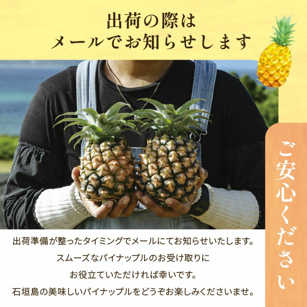 ☆ポイント5倍☆【送料無料】石垣島産 スナックパイン ボゴール種 約