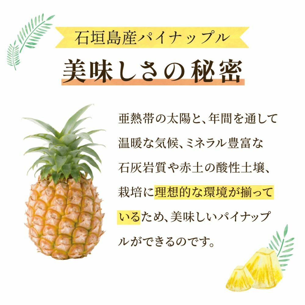 ☆ポイント5倍☆【送料無料】石垣島産 パイナップル・ピーチ種 約2.4kg